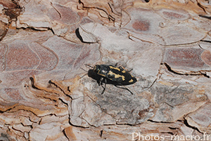 Buprestis novemmaculata